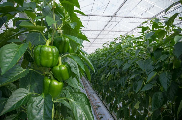 Cultivation of bell peppers — Stok fotoğraf