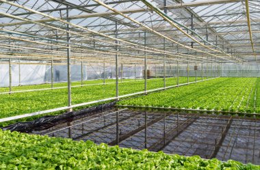 greenhouse with lettuce