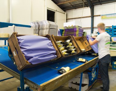 chicory factory