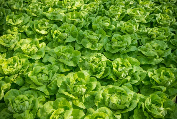 Крупный план салатов — стоковое фото