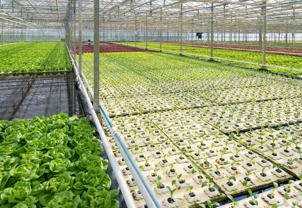 Greenhouse with lettuce and cabbage — 图库照片