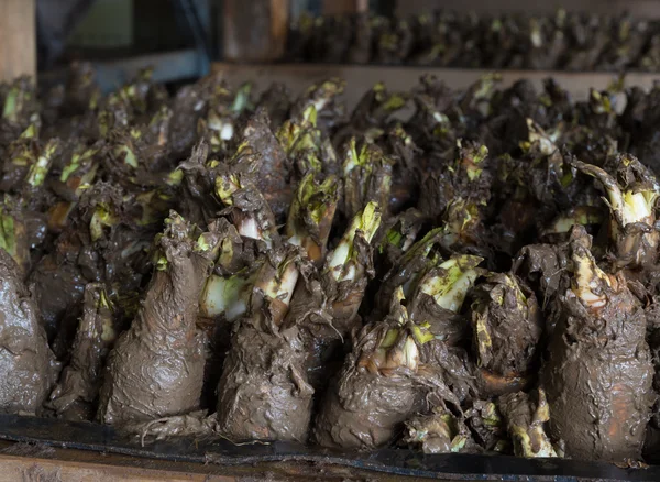 Chicory factory — Stock Photo, Image