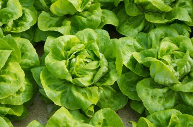 closeup of lettuces