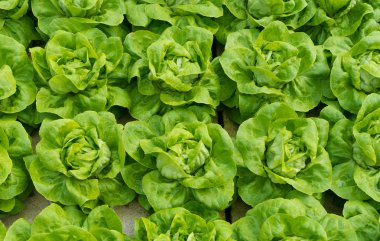 closeup of lettuces