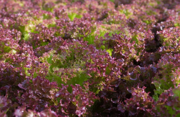 Красный салат — стоковое фото