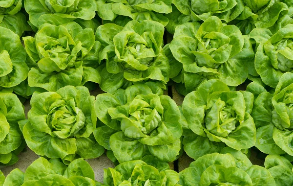 Closeup of lettuces — Stok fotoğraf