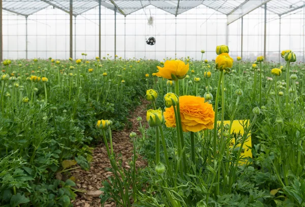 花の温室 — ストック写真