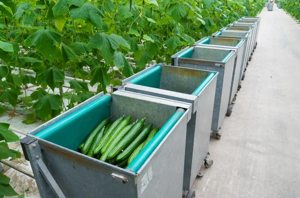 Cucumbers harvesting — Zdjęcie stockowe