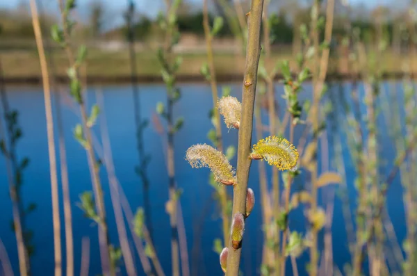 Blommande hängen — Stockfoto