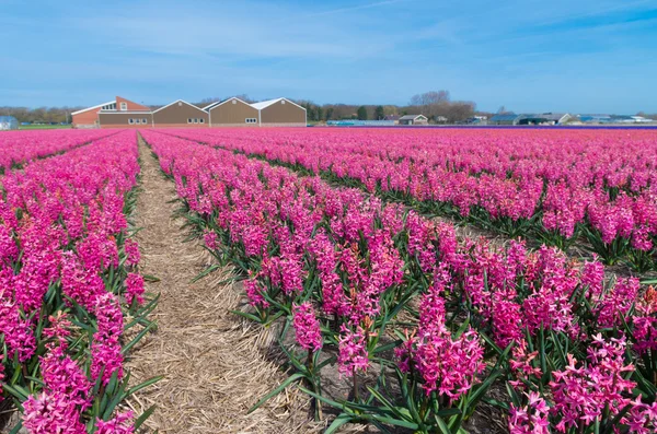 Hyazinthenblüten — Stockfoto