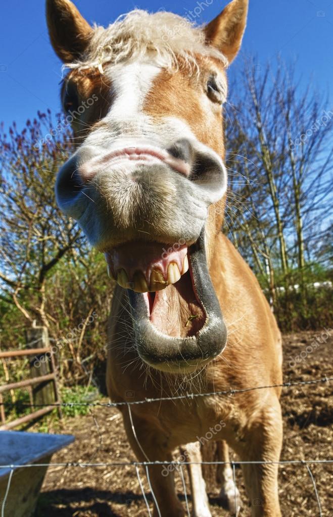 Featured image of post Cavalos A Rir Se