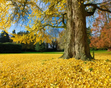 Ginkgo ağacı