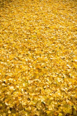 Sonbahar Yaprakları