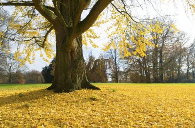 Ginkgo ağacı