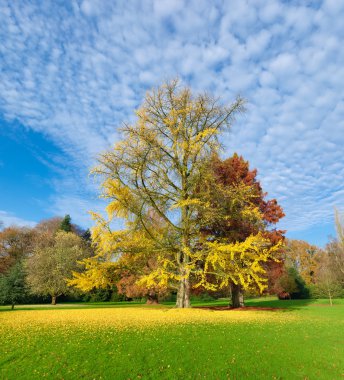 Ginkgo ağacı