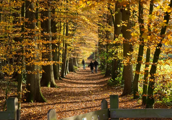 Mensen in de herfst bos — Stockfoto