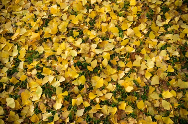 Hojas de otoño — Foto de Stock