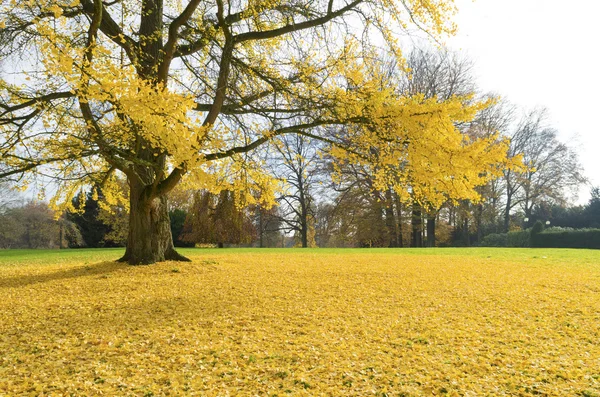 Δέντρο Ginkgo — Φωτογραφία Αρχείου