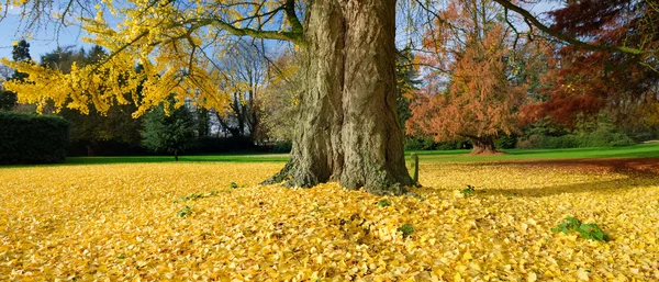 Ginkgobaum — Stockfoto