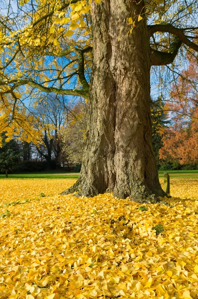 Árvore de ginkgo — Fotografia de Stock