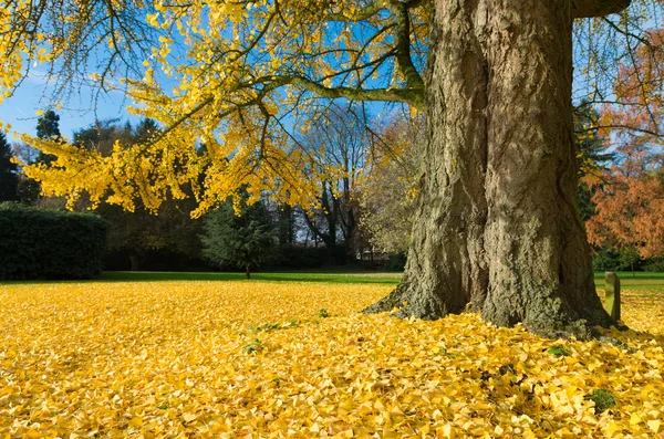 Árvore de ginkgo — Fotografia de Stock