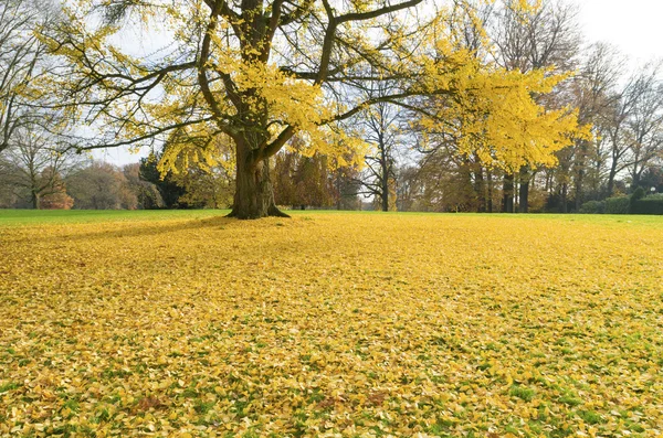 Ginkgo ağacı — Stok fotoğraf