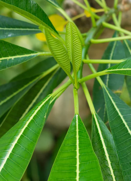 Tropiska blad — Stockfoto