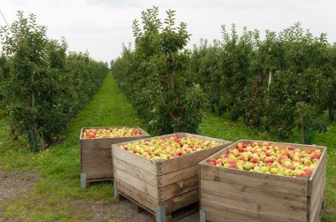 apple harvest clipart