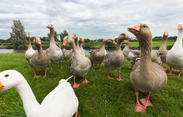 Begging geese — Stock Photo, Image