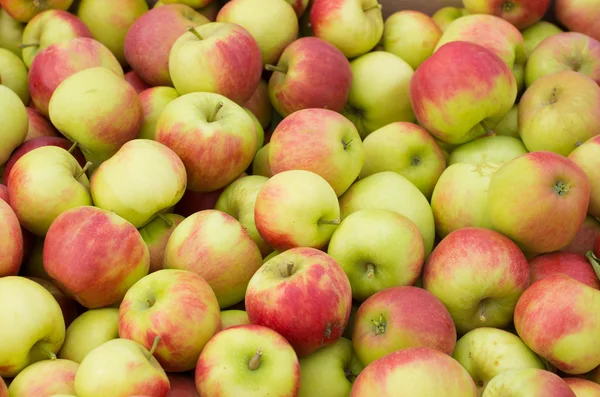 Manzanas maduras — Foto de Stock