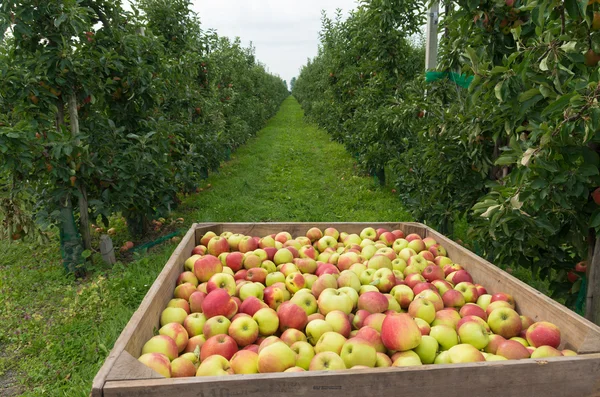 Colheita de maçã — Fotografia de Stock
