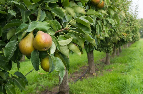 Pear orchard — Stock Photo, Image