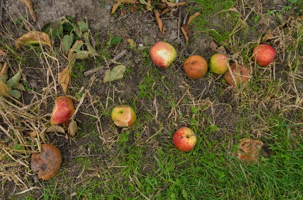 Råtne epler – stockfoto