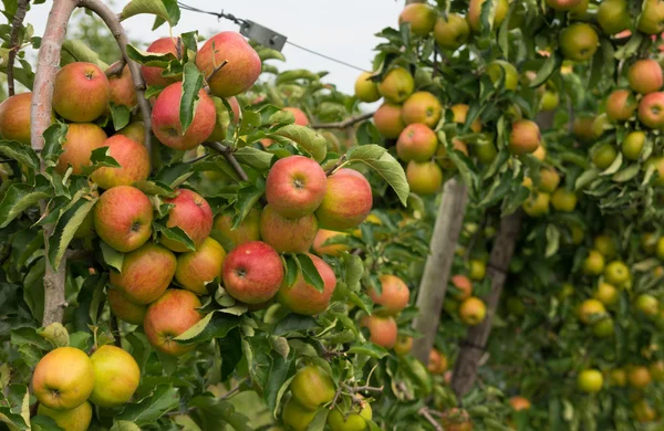 Frutteto di mele — Foto Stock