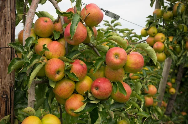 Æbletræ - Stock-foto