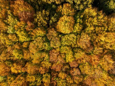 Sonbahar renklerinde güzel bir Hollanda manzarasının havadan görünüşü