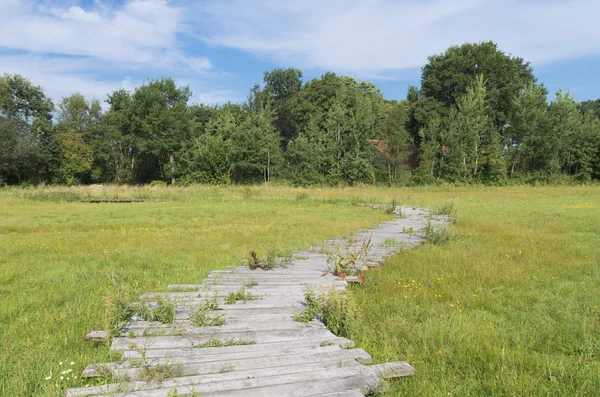 Houten pad in grasveld — Stockfoto