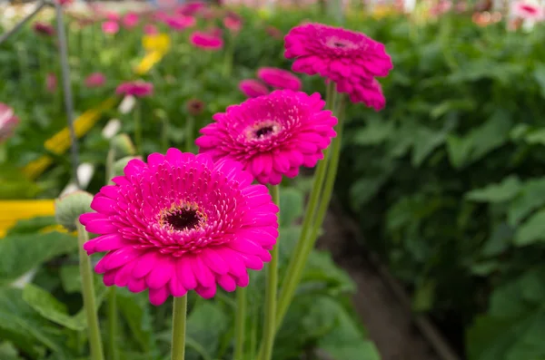 Gerbera flowers — Stock Photo, Image