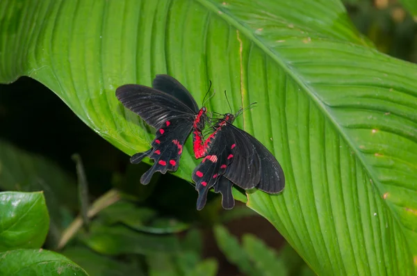 Accouplement papillons — Photo
