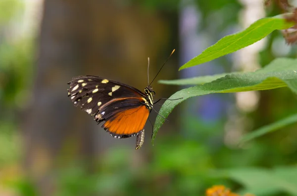 Papillon en congé — Photo