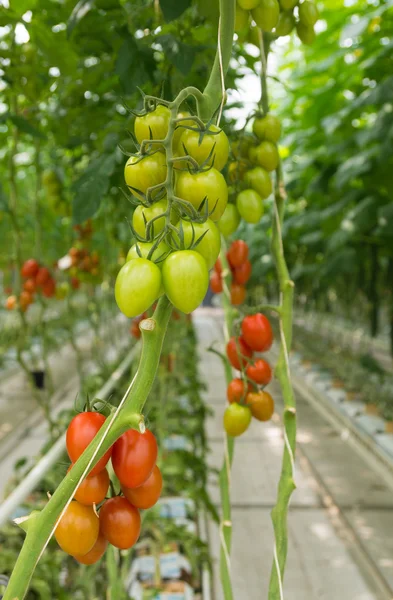 Tomates em estufa — Fotografia de Stock