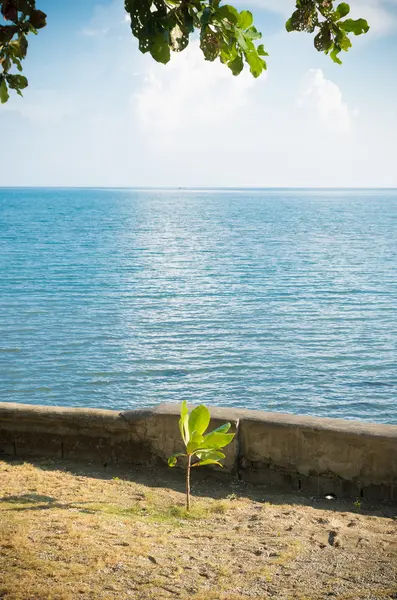 Jonge boom op strand — Stockfoto