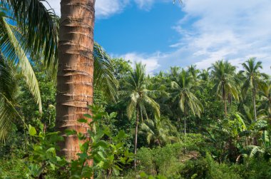 Asya'nın tropikal orman