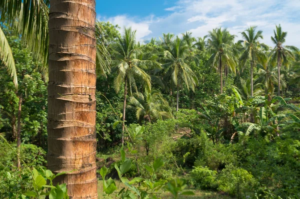 Floresta tropical na Ásia — Fotografia de Stock