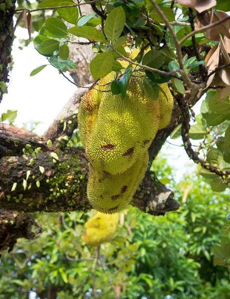 Jackfrucht am Baum — Stockfoto