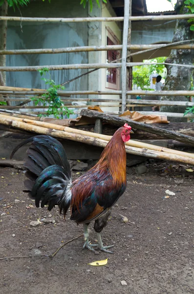 Fighting rooster in philippines — Stock Photo, Image