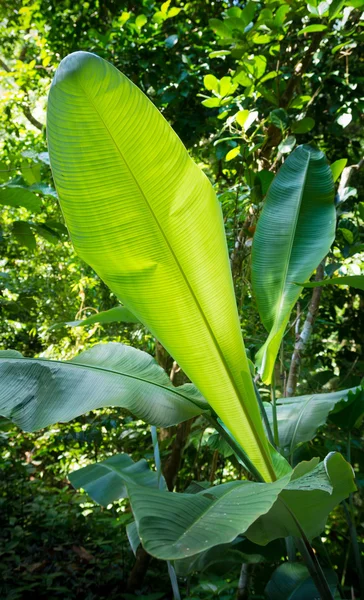 Licencia tropical grande — Foto de Stock