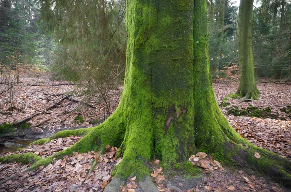 Baumstamm mit Moos bedeckt — Stockfoto