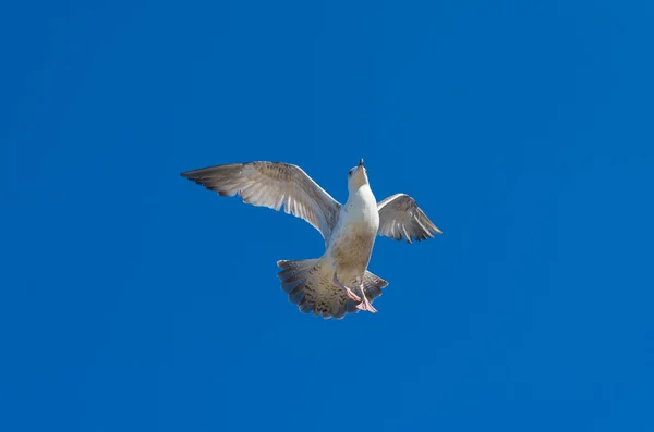 Måke mot blå himmel – stockfoto