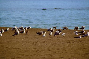 Gaviotas en la playa hazırlanıyor.